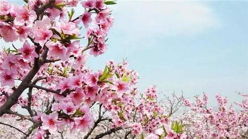 人面桃花,千年风华里的爱恋传奇