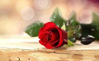 温软玫瑰沦为他心尖偏宠,独占他心尖的甜蜜宠爱